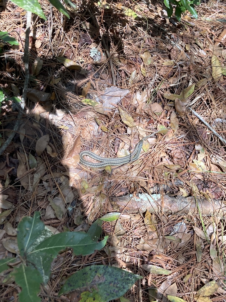 Eastern Garter Snake from Jekyll Island State Park, Jekyll Island, GA, US on February 27, 2023
