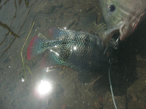 Amatitlan cichlid (Vieja guttulata) — Cichlidae