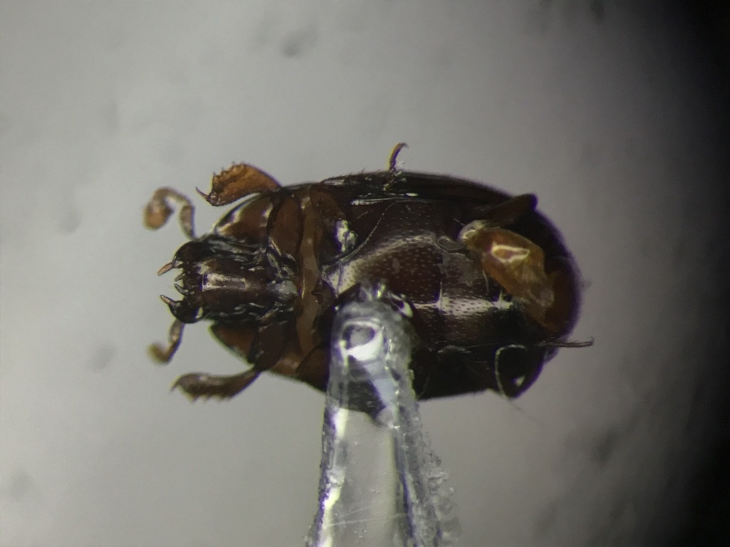 Paromalus seeversi