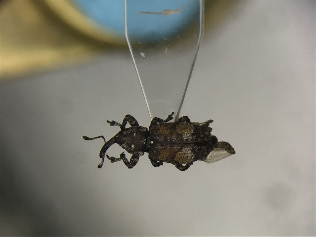 Pissodes similis