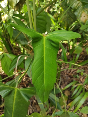 Philodendron mexicanum, photograph 3