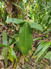 Philodendron mexicanum, photograph (c) Hersson Ramírez, some rights reserved (CC BY)