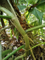 Philodendron mexicanum, photograph (c) Hersson Ramírez, some rights reserved (CC BY)