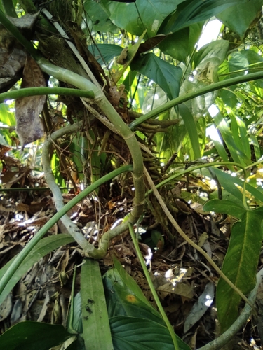 Philodendron mexicanum, photograph 6