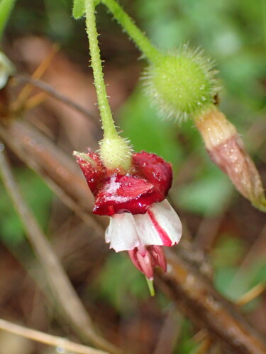 Bitter gooseberry (Ribes amarum)
