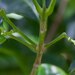 Picrella trifoliata - Photo (c) juju98, μερικά δικαιώματα διατηρούνται (CC BY-NC), uploaded by juju98