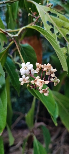 Nectandra hihua, photograph 2