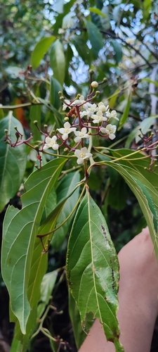 Nectandra hihua, photograph 3