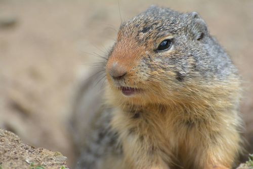 Columbian Ground Squirrel