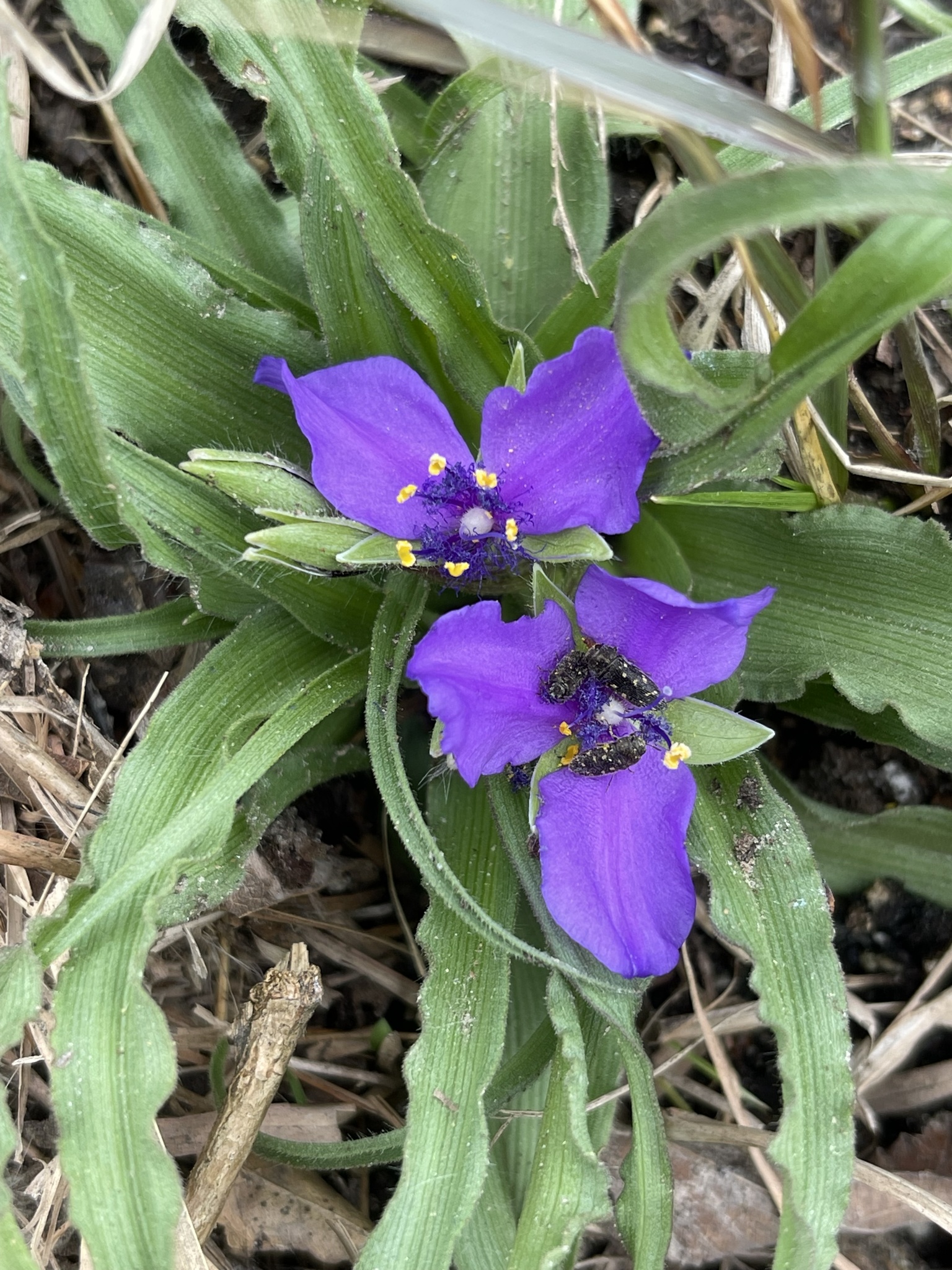 Tradescantia humilis