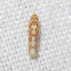 Dikrella maculata