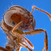 Solenopsidini - Photo Insects Unlocked, sin restricciones conocidas de derechos (dominio publico)