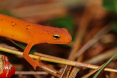Eastern Newt photo 3