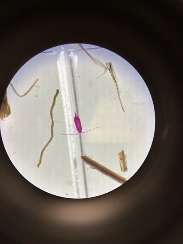 Pseudocalanus newmani