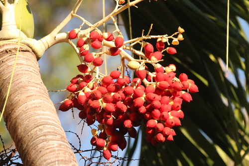 Christmas Palm