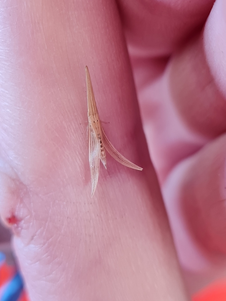 Paradorydium westwoodi