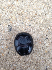 Merremia discoidesperma