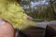 Scotophilus dinganii