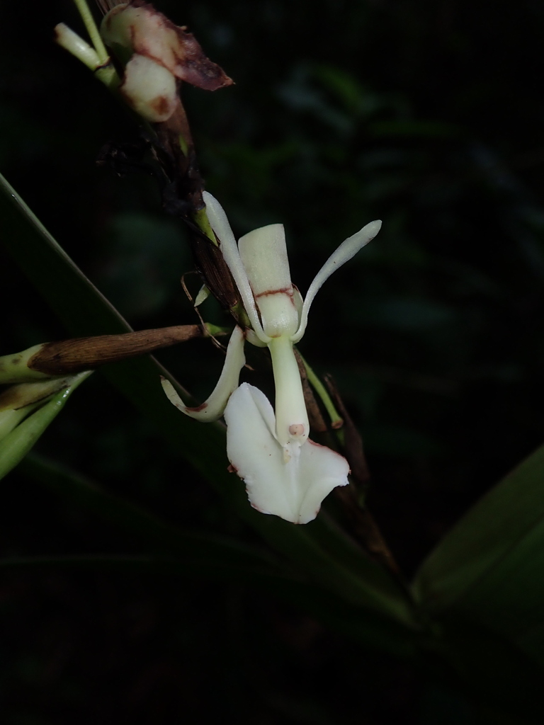 Epidendrum hymenodes