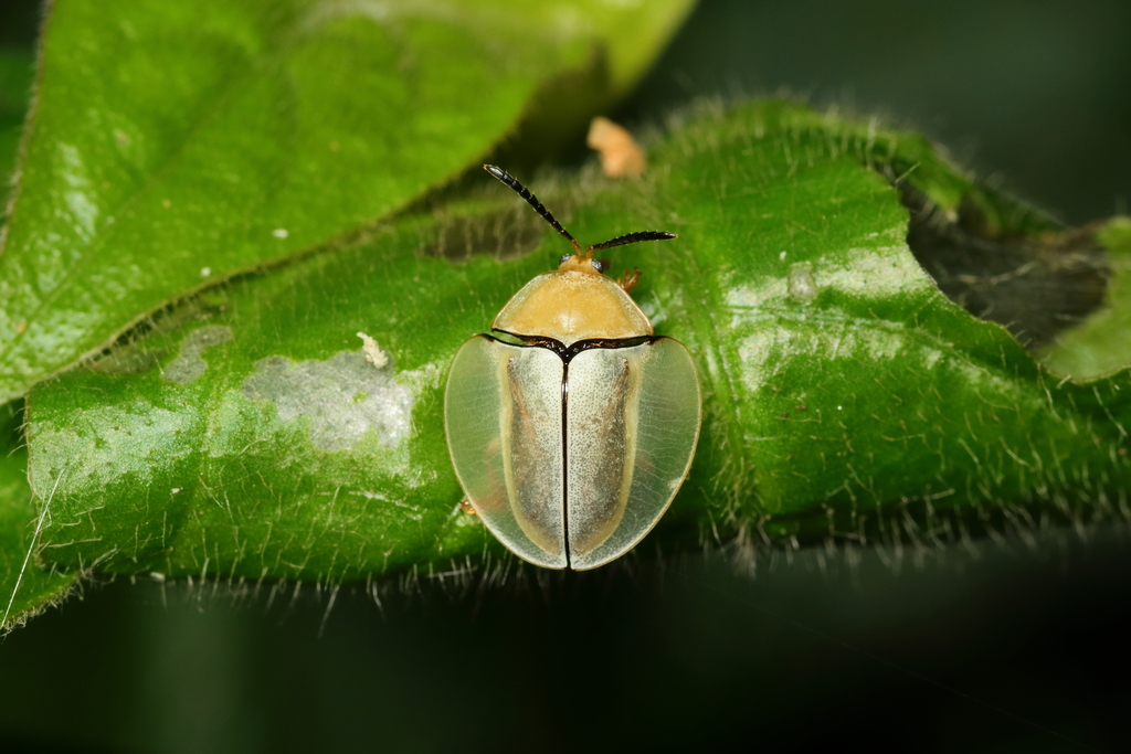 Omaspides tricolorata