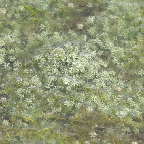 Image of Acetabularia peniculus by (c) coenobita, some rights reserved (CC BY)