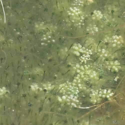 Image of Acetabularia peniculus by (c) coenobita, some rights reserved (CC BY)