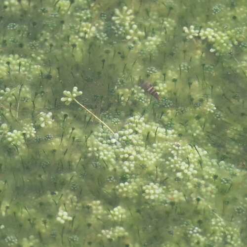 Image of Acetabularia peniculus by (c) coenobita, some rights reserved (CC BY)