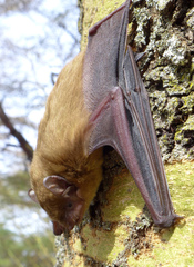 Scotophilus dinganii