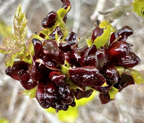 Two-horned Gall Wasp photo 3