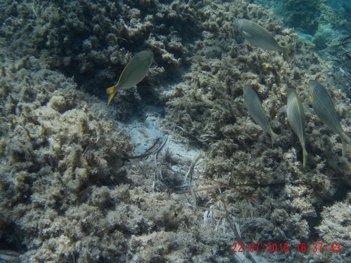Sarpa salpa