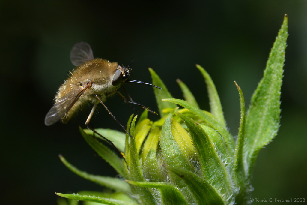 Euprepina nuda