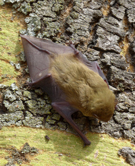 Scotophilus dinganii