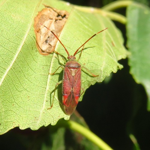 Hazel bug photo 3