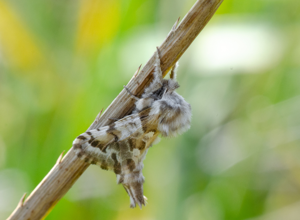 Hypopta ambigua