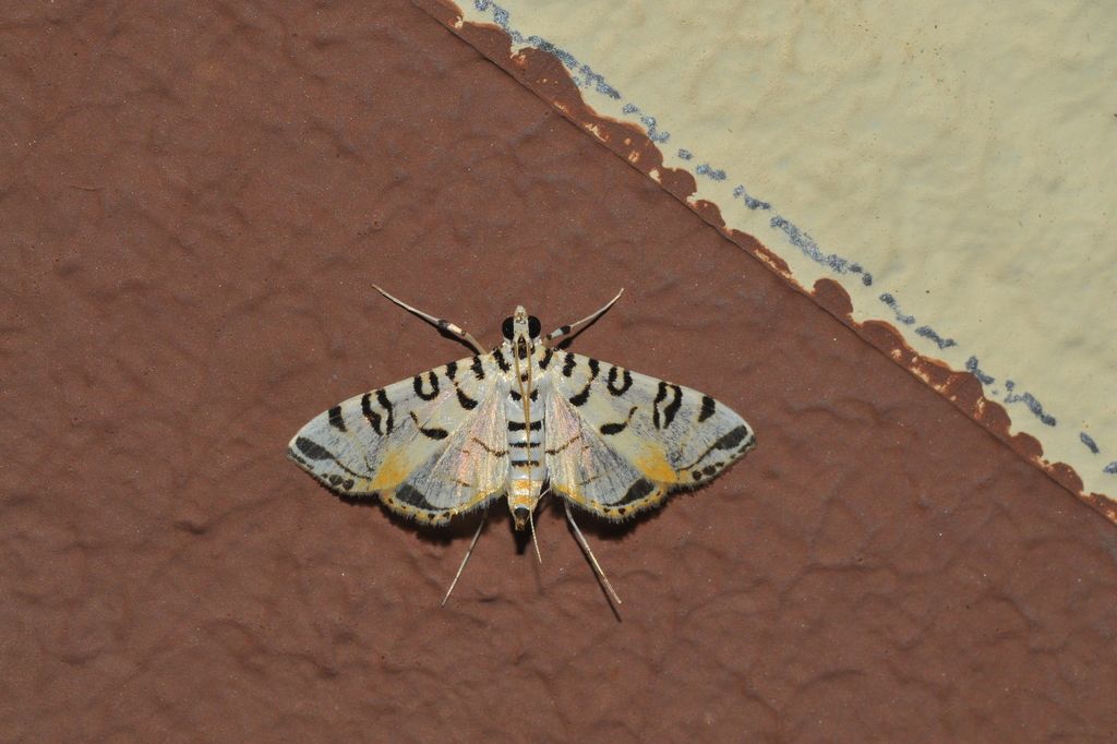 Conchylodes hedonialis