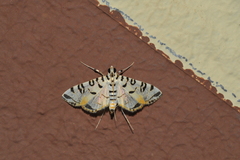 Conchylodes hedonialis