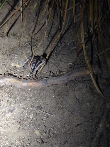 iNaturalist observation photo of Pacific chorus frog