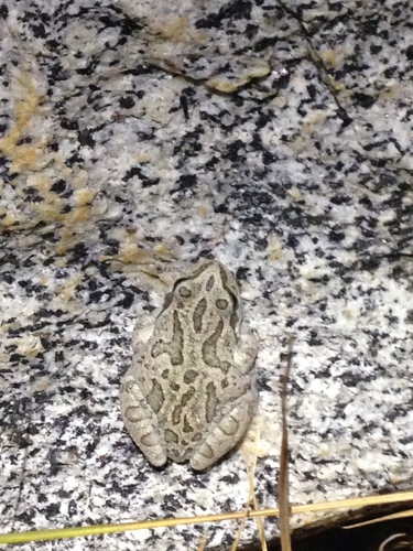 iNaturalist observation photo of Pacific chorus frog