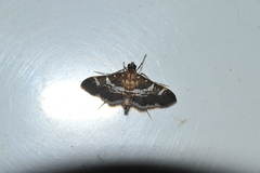 Desmia ufeus