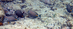 Acanthurus monroviae
