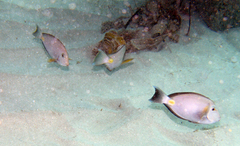 Acanthurus monroviae