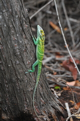 Anolis smallwoodi