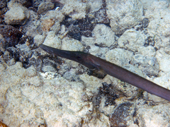 Aulostomus strigosus
