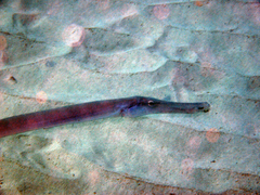 Aulostomus strigosus