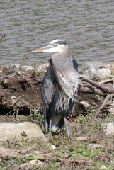 Ardea herodias fannini