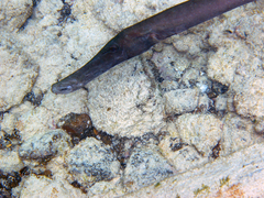 Aulostomus strigosus