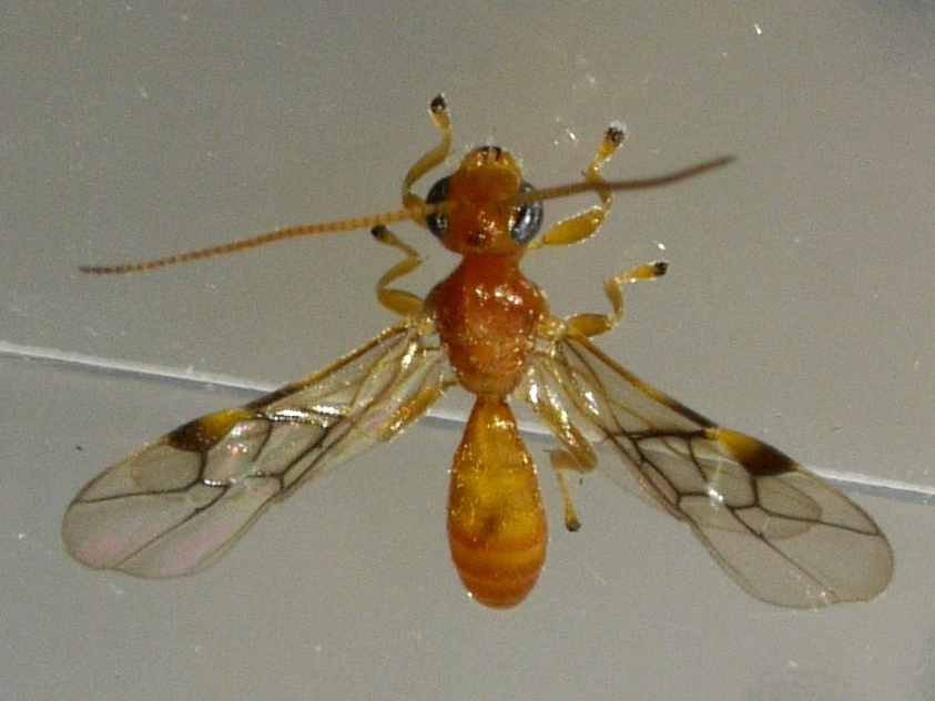 Yelicones delicatus