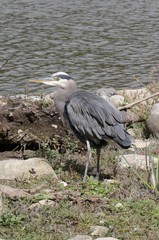 Ardea herodias fannini