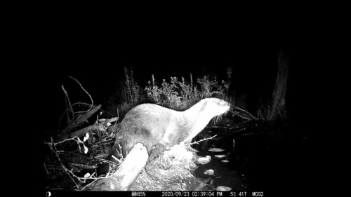 North American River Otter photographed in New Hampshire