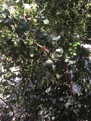 Prunus ilicifolia